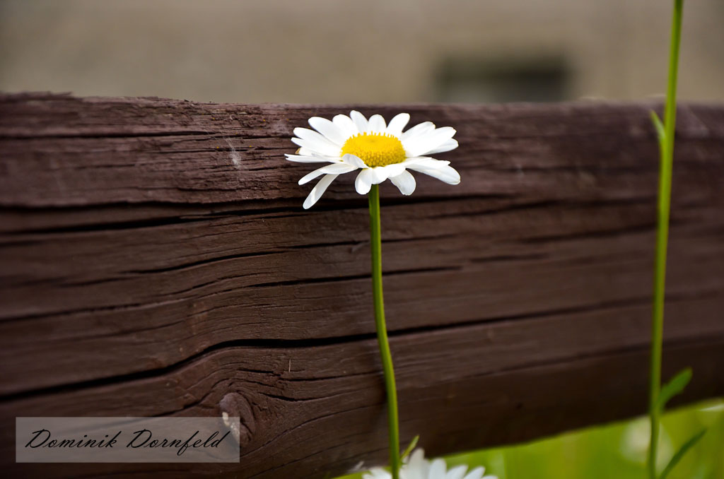 Margerite am Wegrand